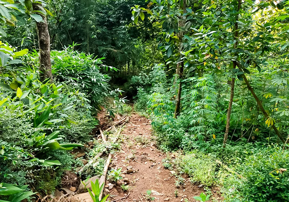 TANAH DI KAB BOYOLALI - WOFF289-1 - Jawa Tengah