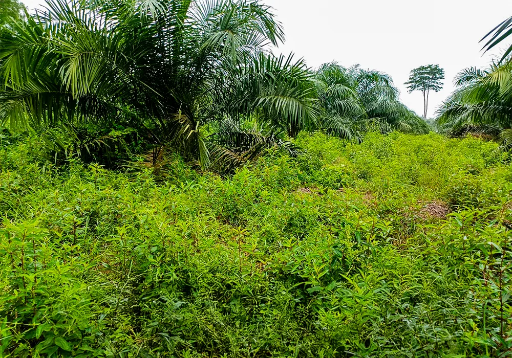 TANAH DI KAB. TEBO - WOFF745-2 - Jambi