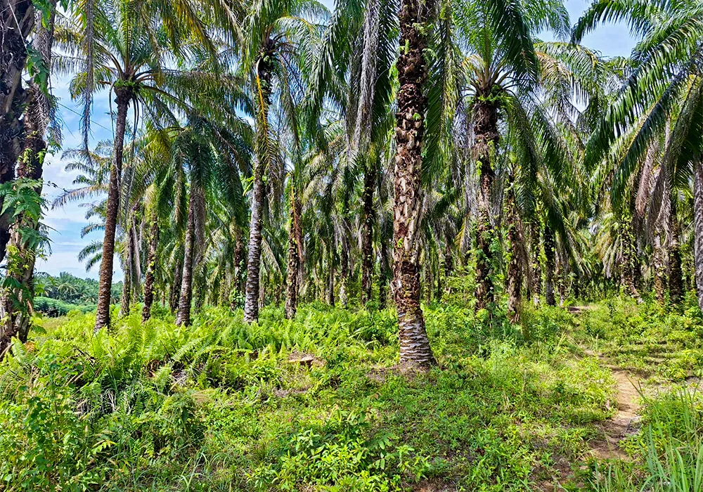 TANAH DI KAB. LABUHAN BATU SELATAN - WOFF748-2 - Sumatera Utara