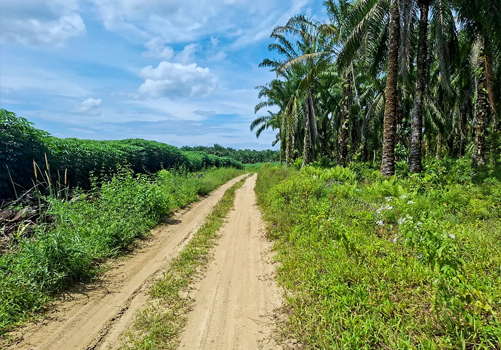 TANAH DI KAB. LABUHAN BATU SELATAN - WOFF748-3 - Sumatera Utara