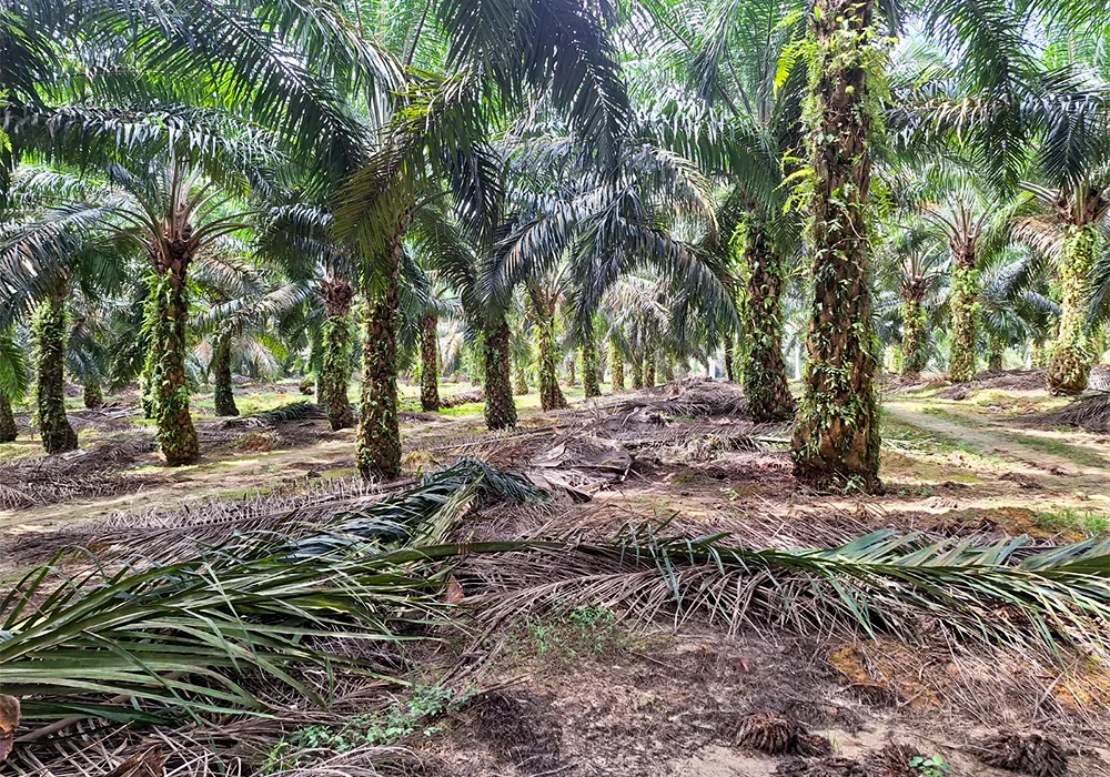 TANAH DI KAB. LABUHAN BATU SELATAN - WOFF764-1 - Sumatera Utara