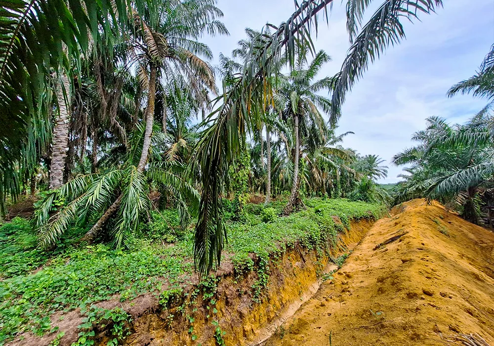 TANAH DI KAB. LABUHAN BATU SELATAN - WOFF764-2 - Sumatera Utara
