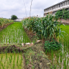 TANAH DI KAB. DEMAK - WOFF297-1 - Jawa Tengah