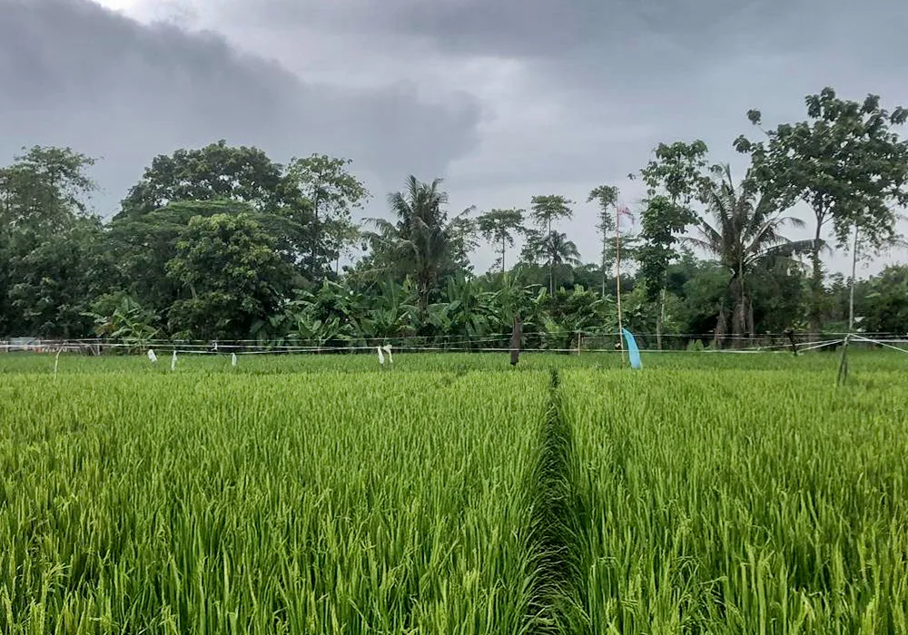 TANAH DI KAB. BOGOR - JTII05-1