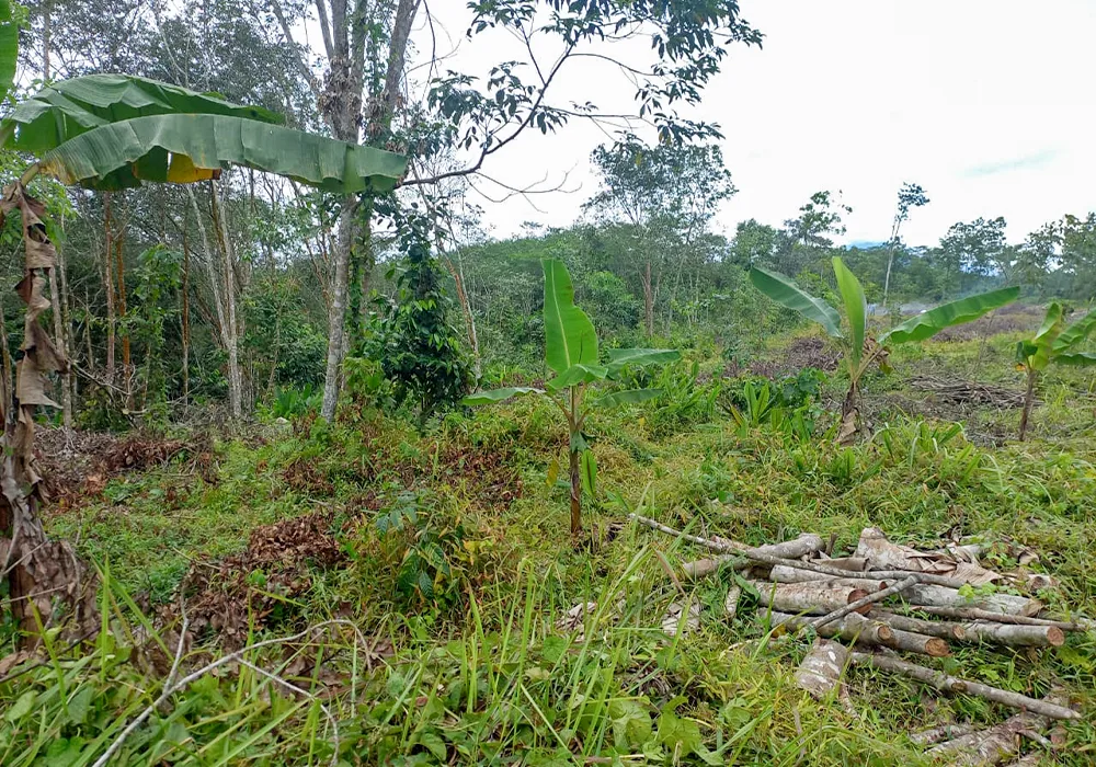 TANAH DI KAB. LEBAK - NPL233-2