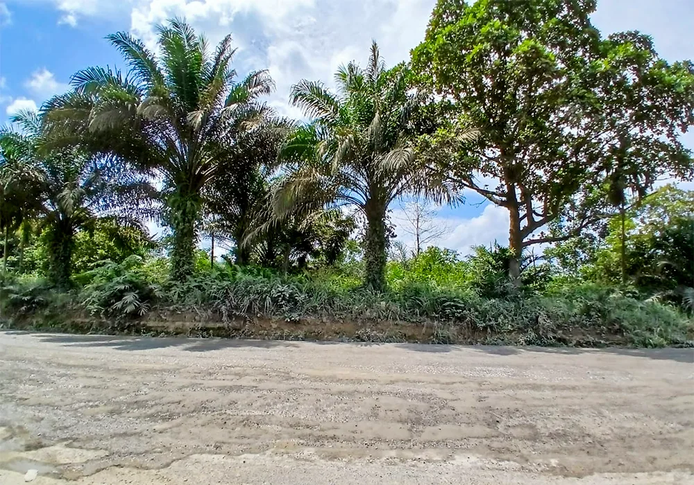 TANAH DI KAB. TANJUNG JABUNG BARAT - WOFF5099-1