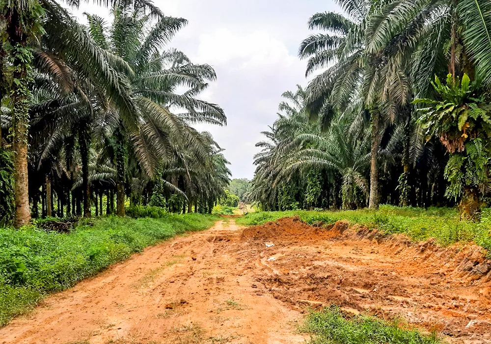 TANAH DI KAB. KOTAWARINGIN BARAT - WOFF668-1