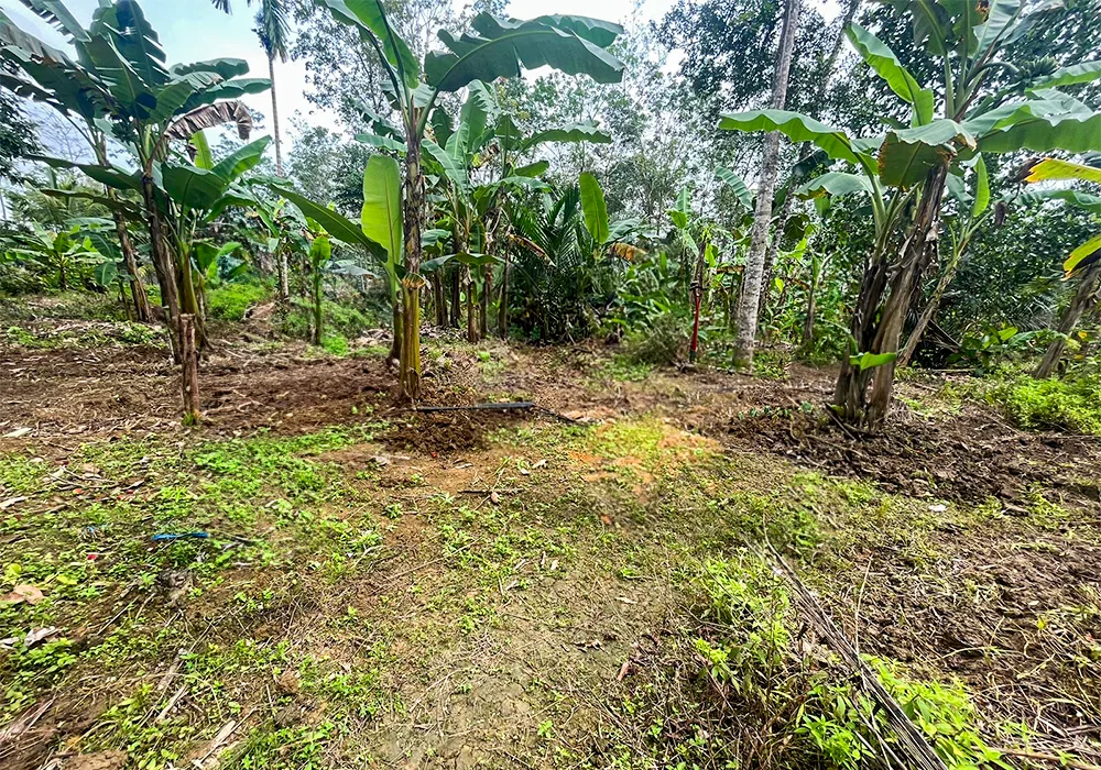 TANAH DI KAB. PULANG PISAU - WOFF874-1