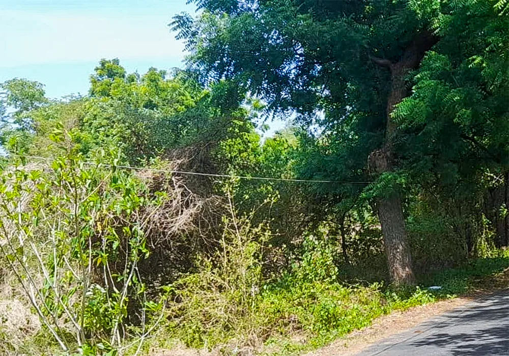 TANAH DI KAB. BULELENG - WOFF9701-2